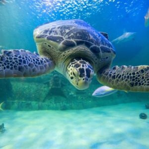 sea turtle