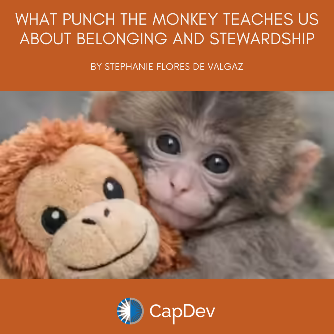 What Punch the Monkey Teaches Us About Belonging and Stewardship